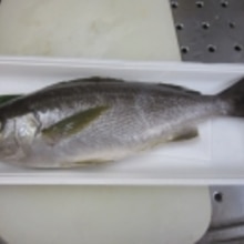 五島列島の いさき やっぱり 塩焼き が旨い レシピ 作り方 By Startrek 楽天レシピ 五島列島の いさき やっぱり 塩焼き が旨い レシピ 作り方 By Startrek 楽天レシピ